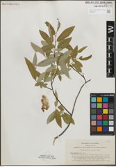 Foto von Salix ligulifolia C. R. Ball ex C. K. Schneid.